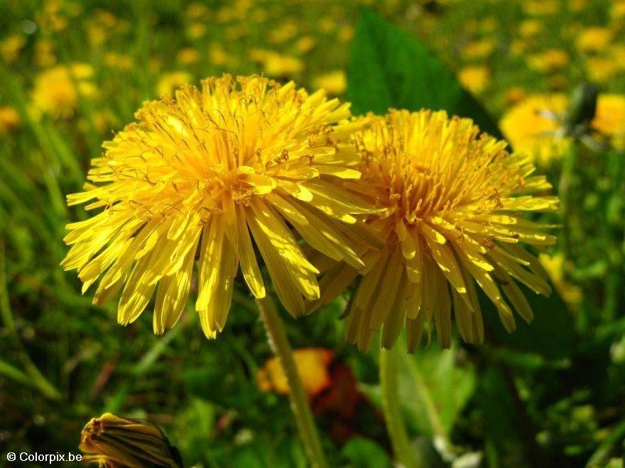 paardenbloem 3 Foto paardenbloem 3