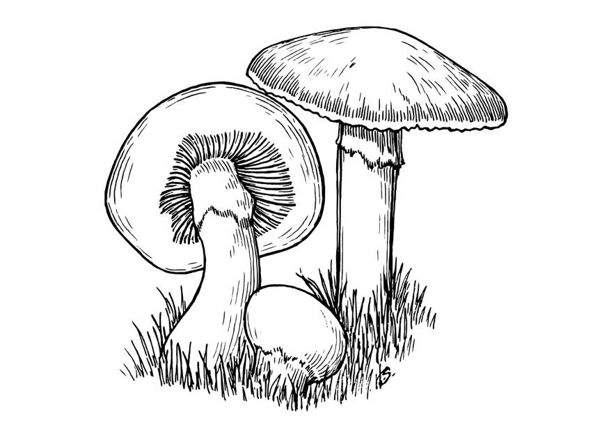paddenstoelen Kleurplaat paddenstoelen