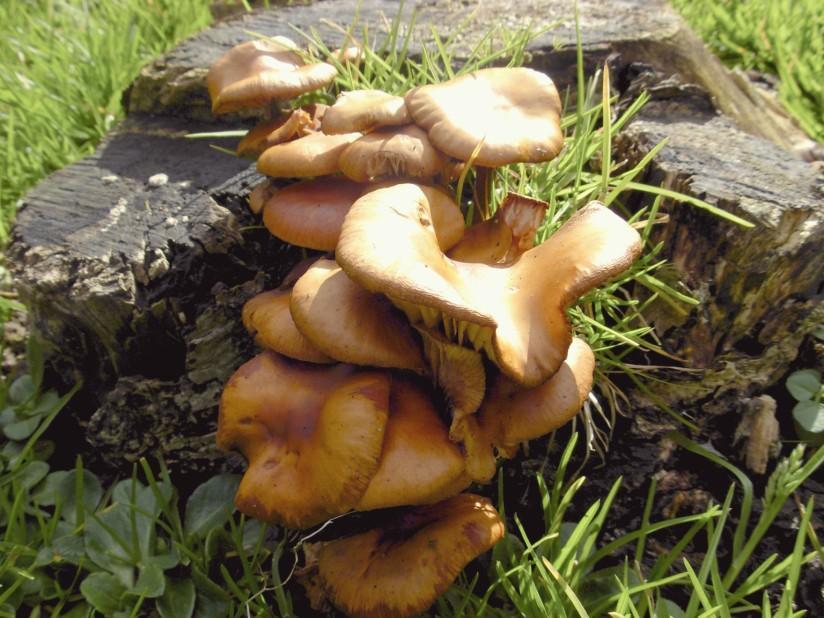 paddestoelen Foto paddestoelen