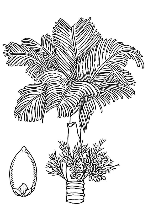 palm - betelpalm met betelnoot Kleurplaat palm - betelpalm met betelnoot