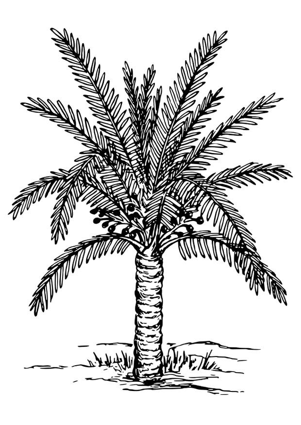 palmboom Kleurplaat palmboom