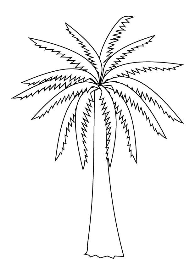 palmboom Kleurplaat palmboom