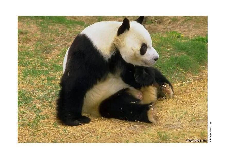 panda Foto panda