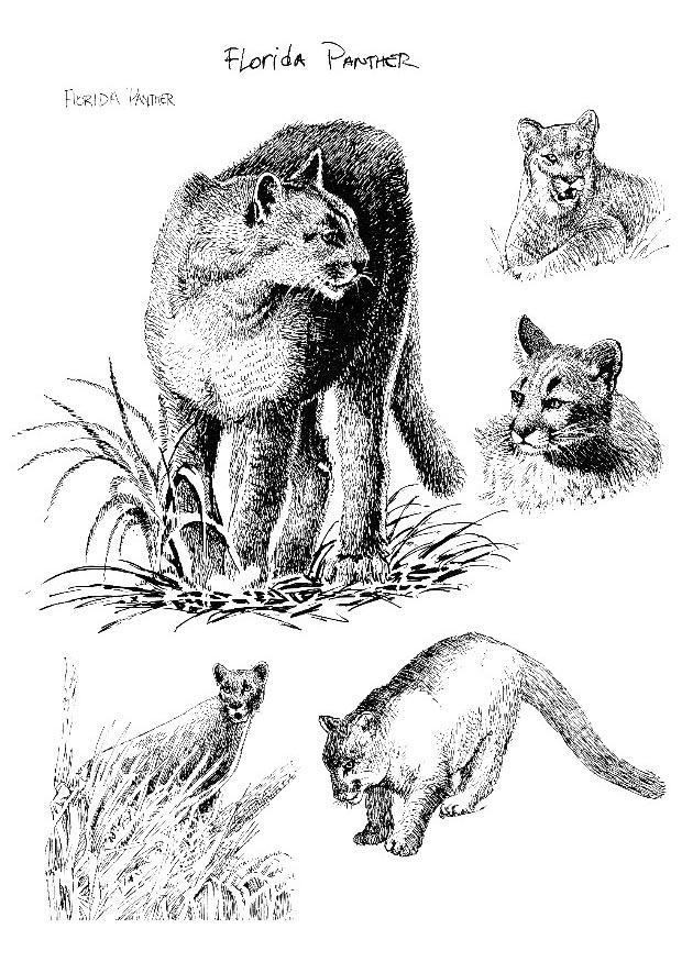 panter Kleurplaat panter