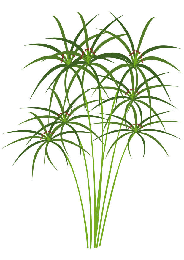 papyrus Afbeelding papyrus