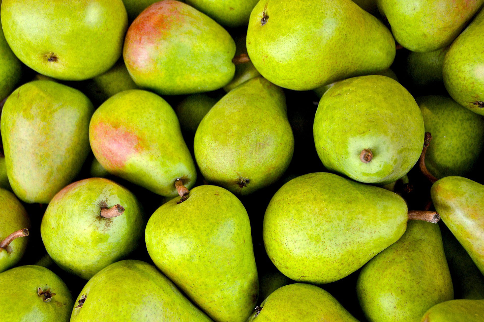 peren Foto peren