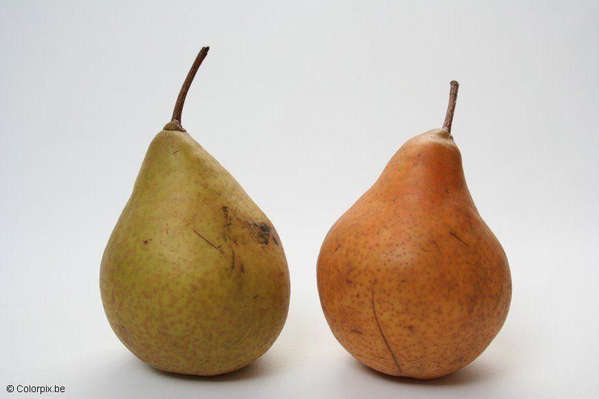 peren Foto peren