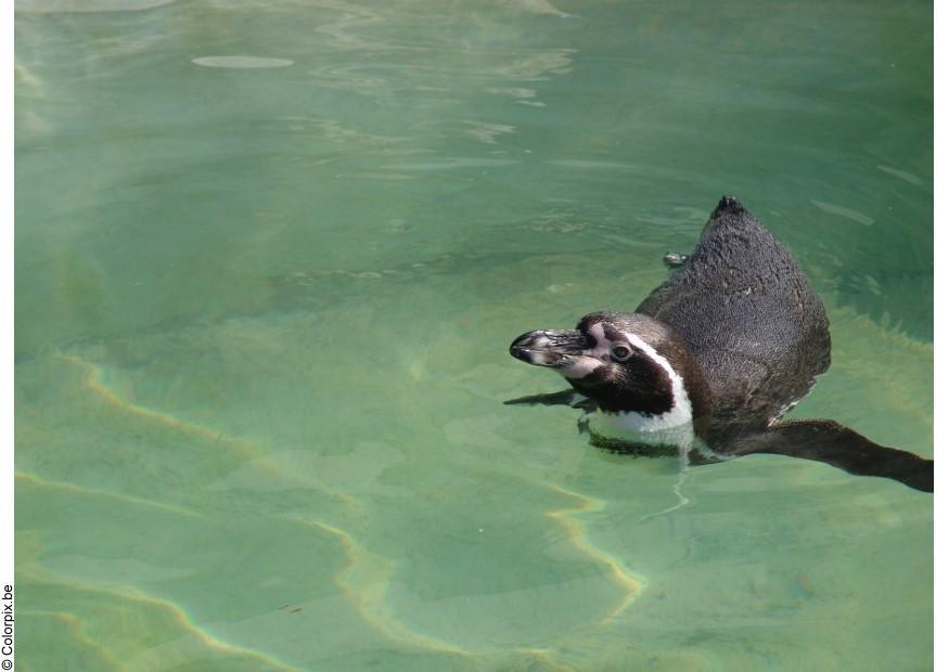 pinguin Foto pinguin