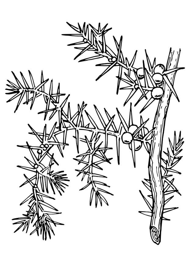 plant Kleurplaat plant