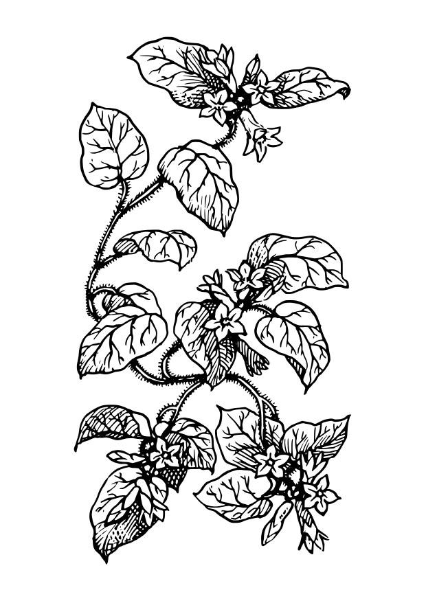 plant Kleurplaat plant