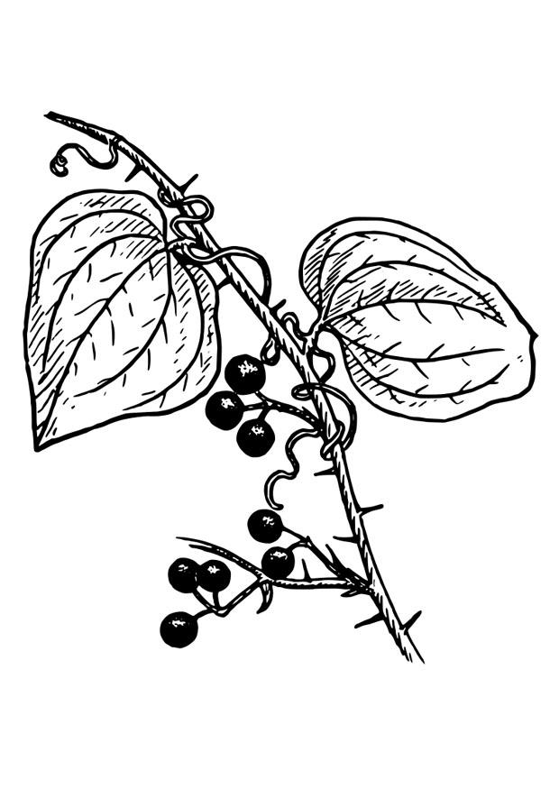 plant Kleurplaat plant