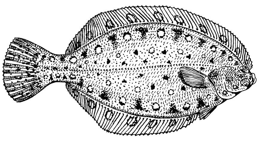 platvis Kleurplaat platvis