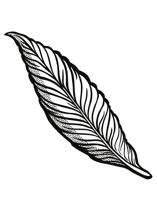 pluim Kleurplaat pluim