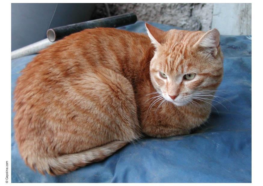poes - kat Foto poes - kat
