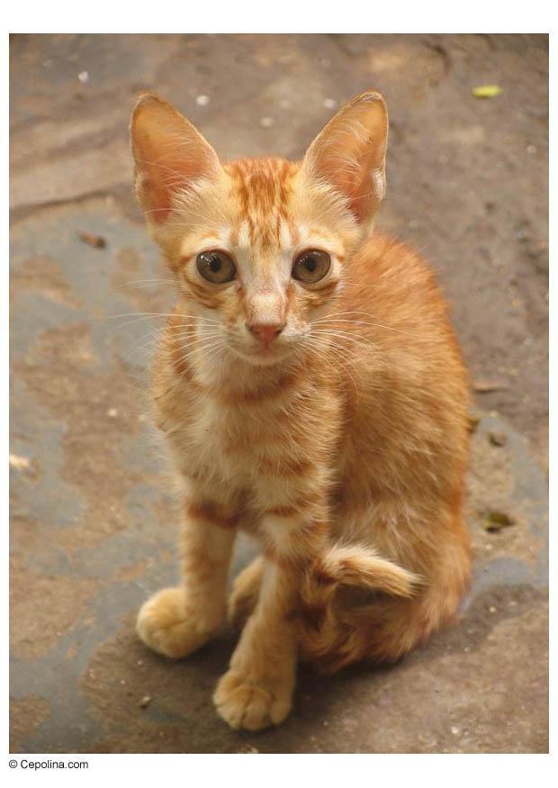 poes - kat Foto poes - kat