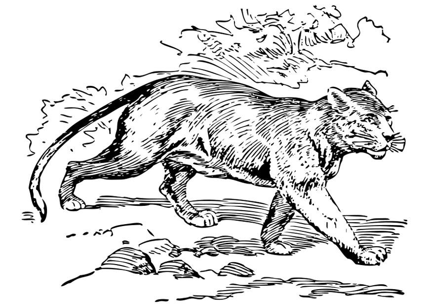 puma Kleurplaat puma
