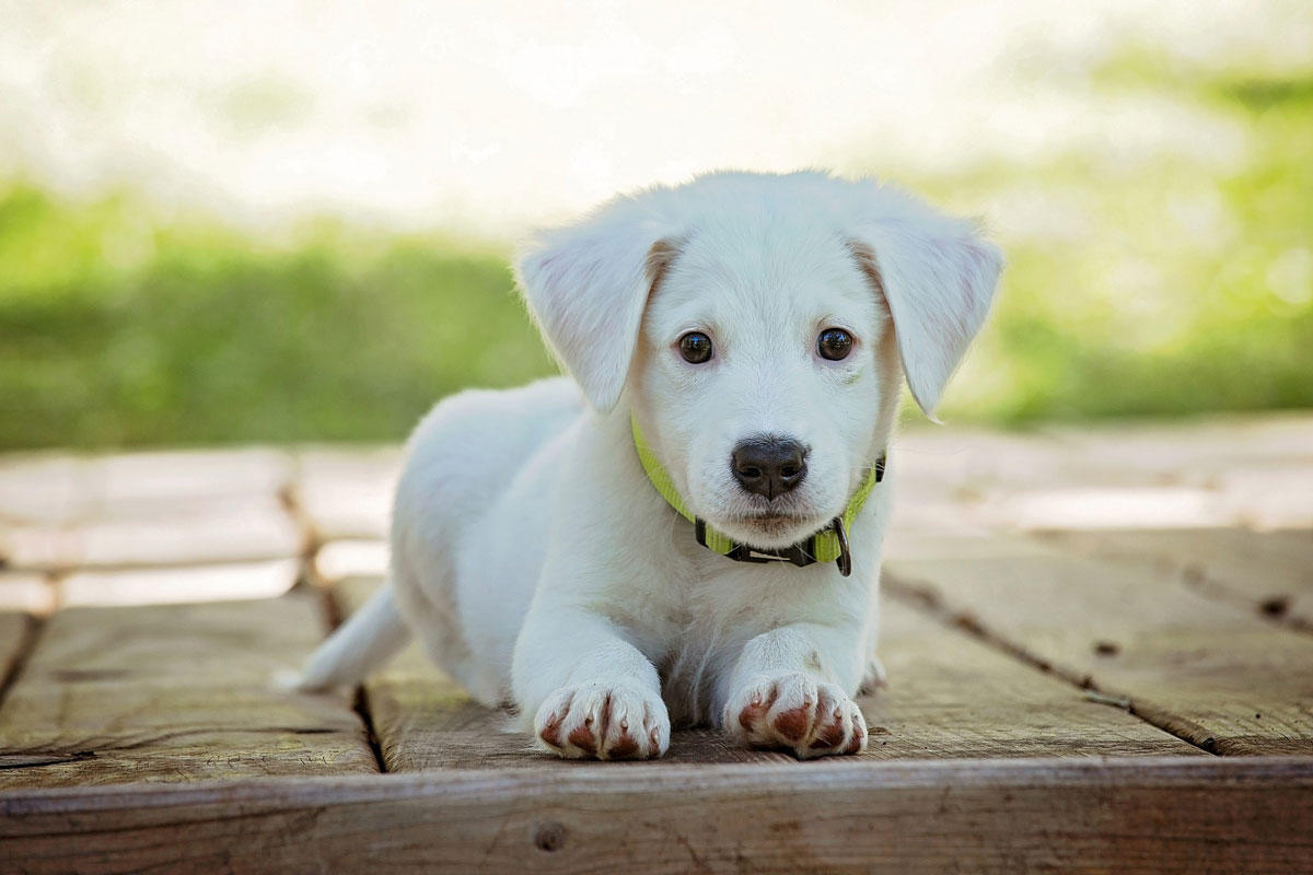 puppy Foto puppy