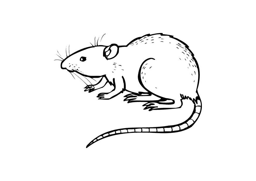 rat Kleurplaat rat