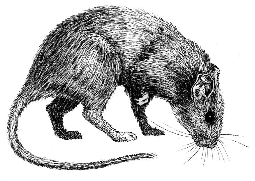 rat Kleurplaat rat