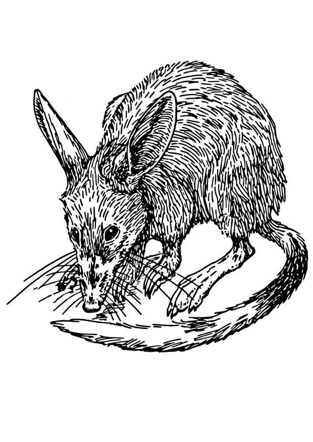 rat - bandicoot Kleurplaat rat - bandicoot