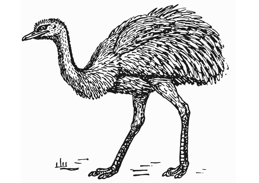 rhea - struisvogel Kleurplaat rhea - struisvogel