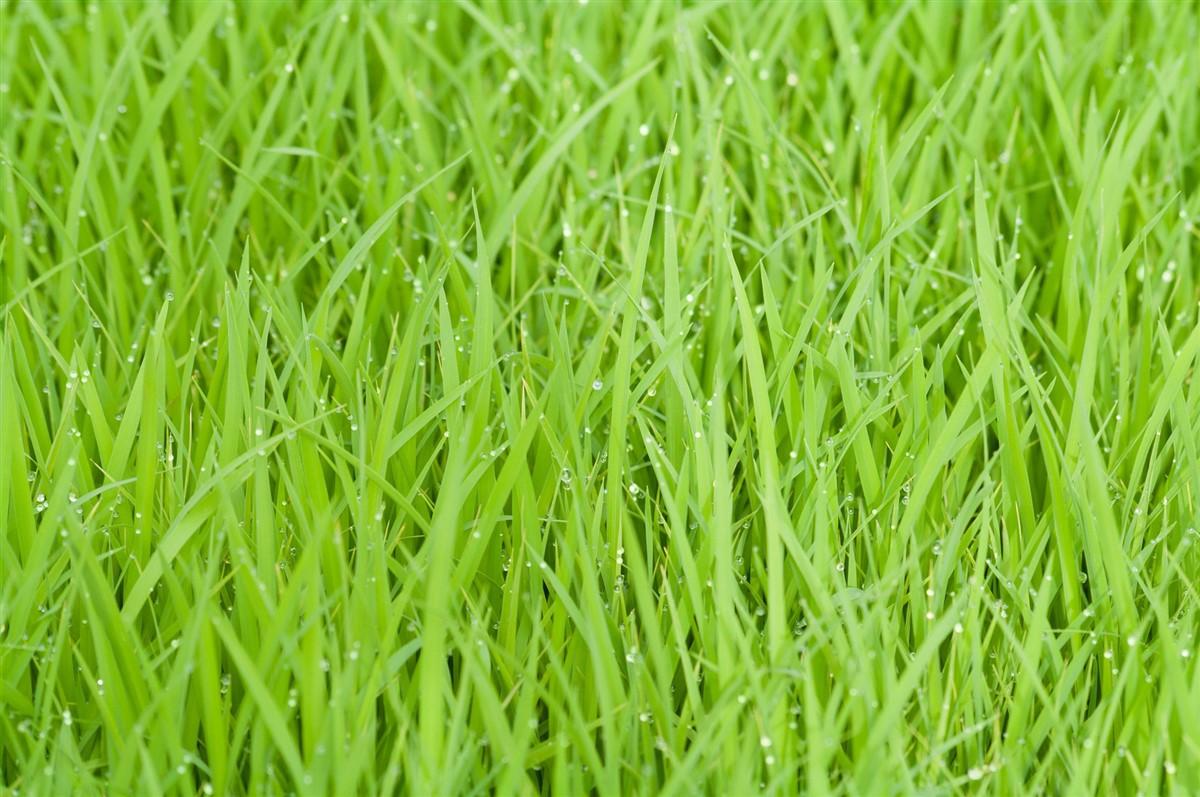 rijstveld Foto rijstveld