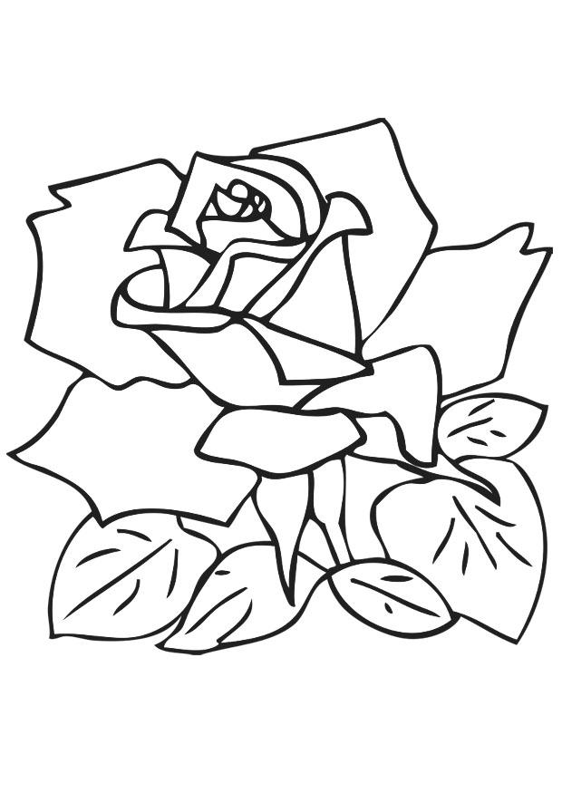 roos Kleurplaat roos