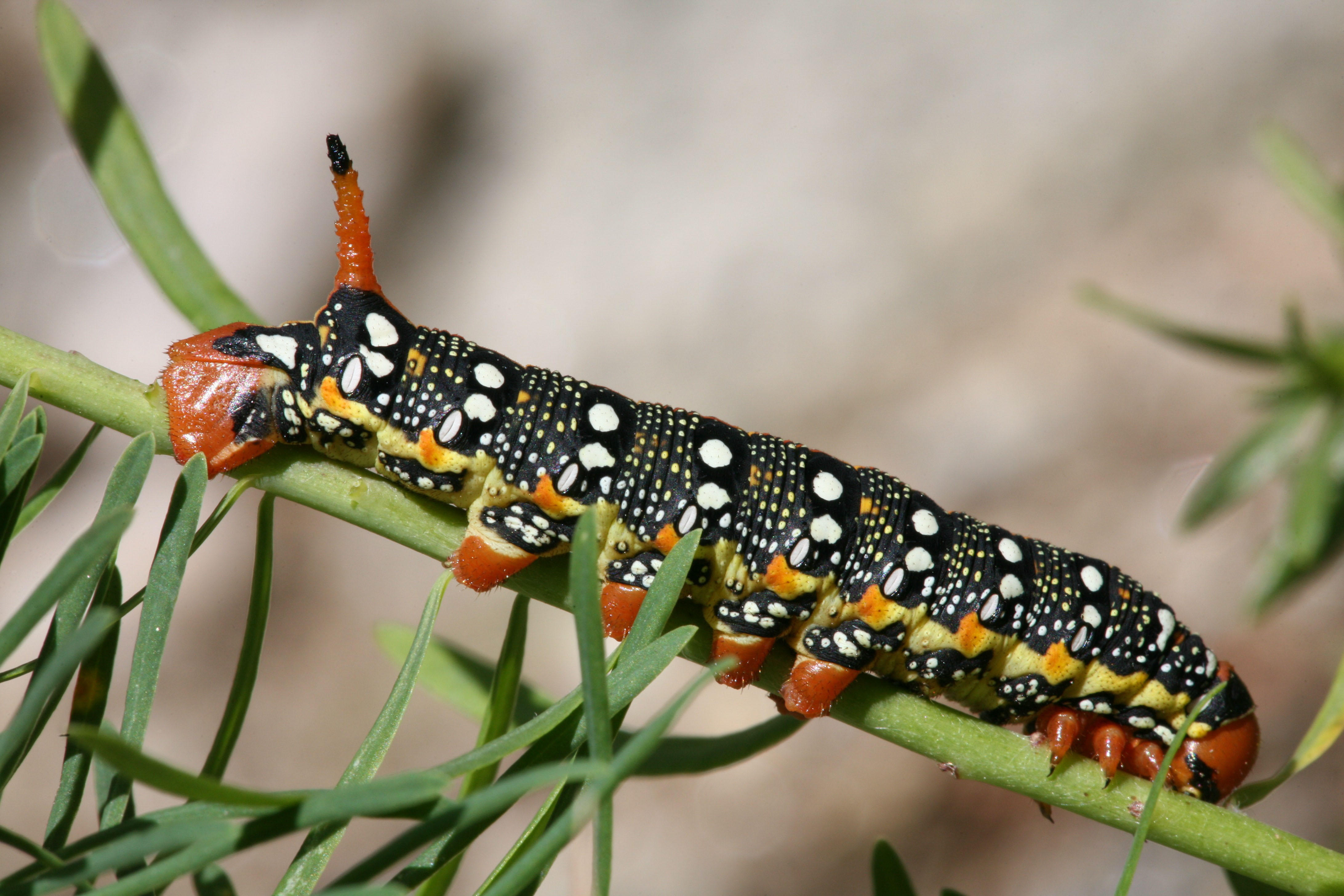 rups Foto rups