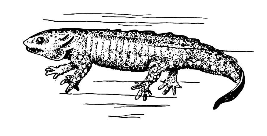 salamander Kleurplaat salamander