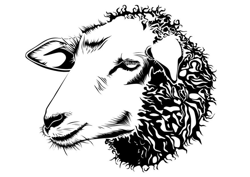 schaap Kleurplaat schaap