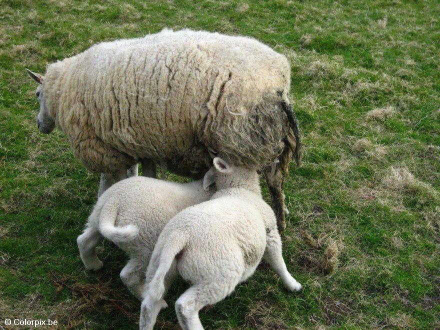 schaap met lam Foto schaap met lam