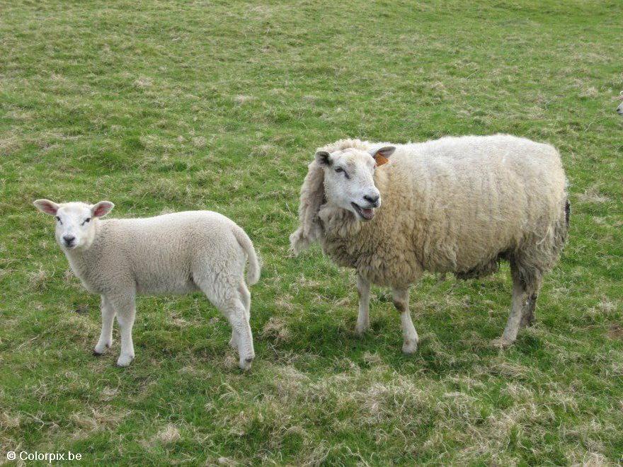 schaap met lam Foto schaap met lam
