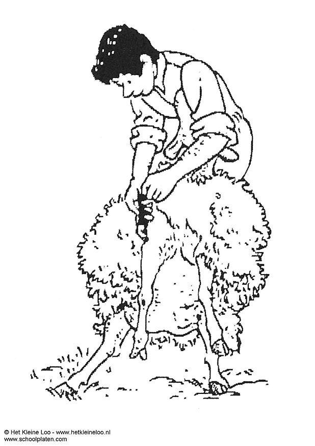 schaap scheren Kleurplaat schaap scheren