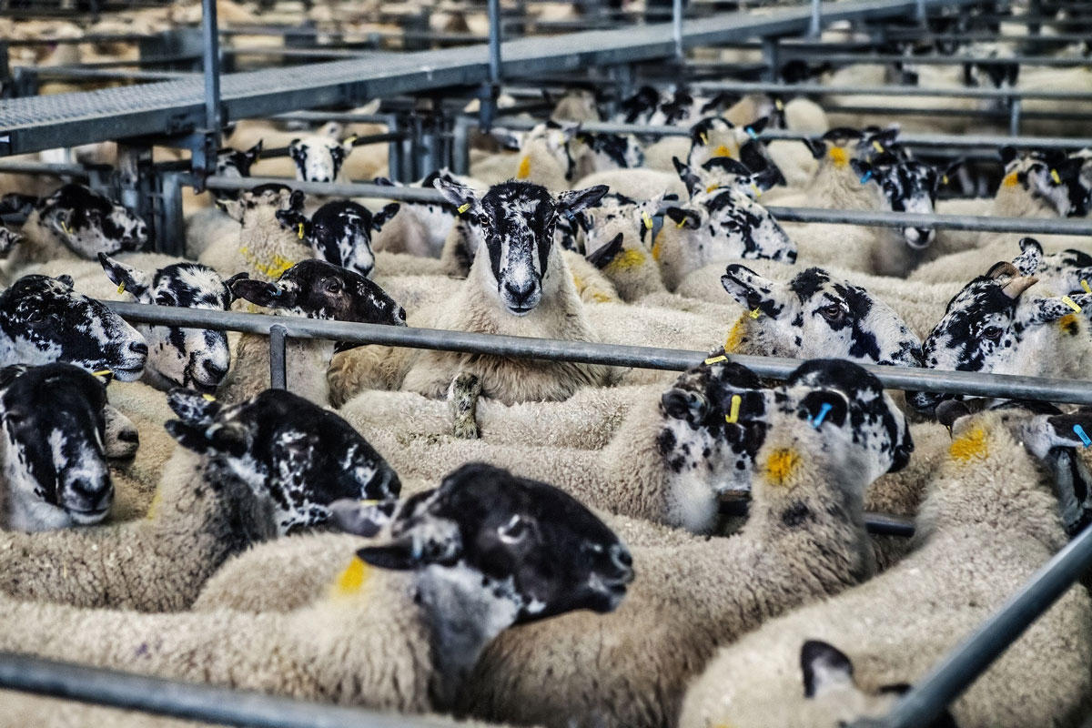 schapen Foto schapen