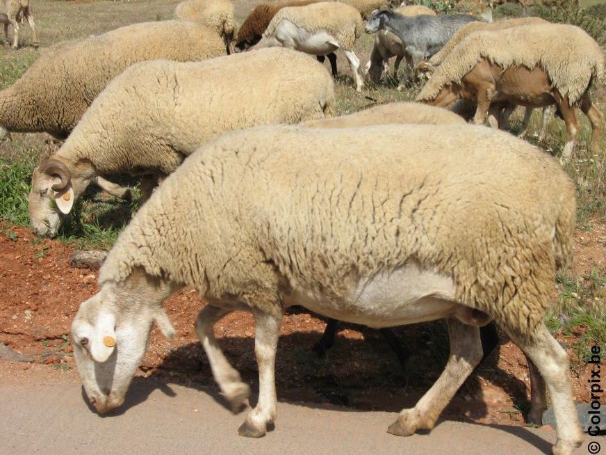 schapen Foto schapen