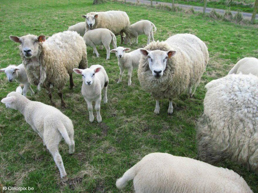 schapen met lammetjes Foto schapen met lammetjes