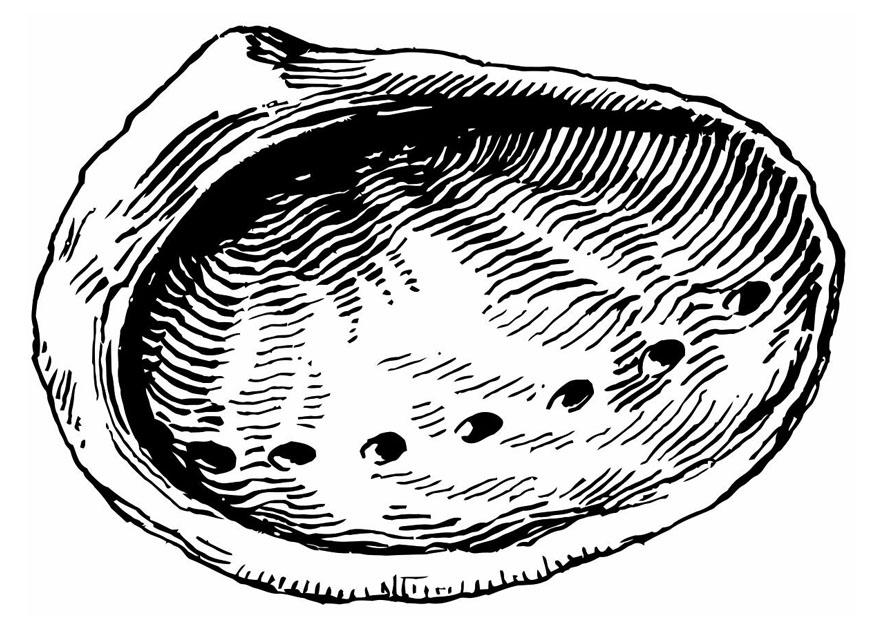 schelp - zeeoor Kleurplaat schelp - zeeoor