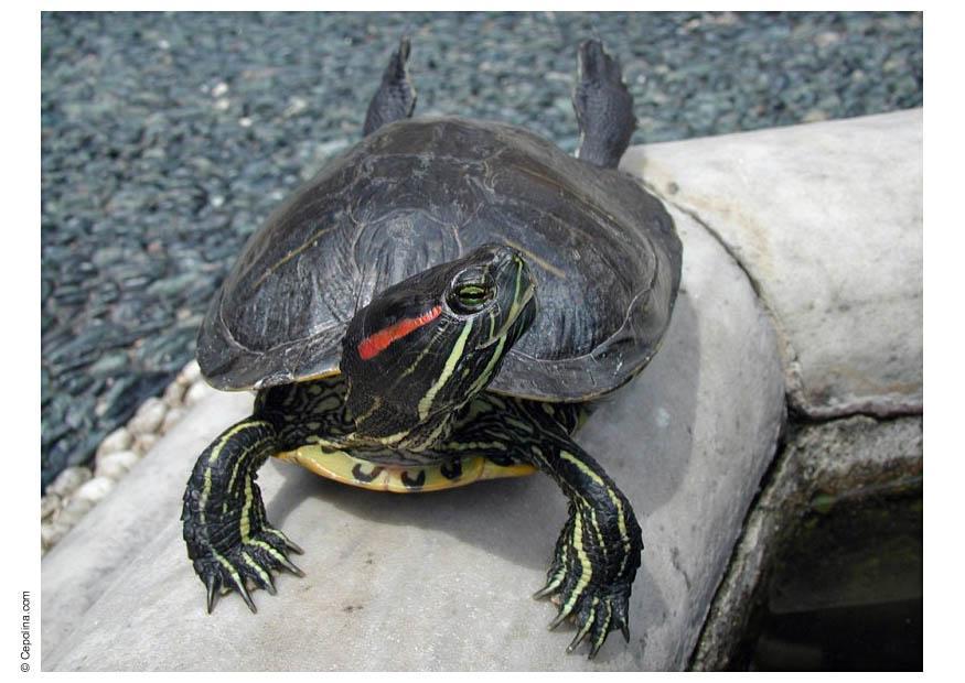 schildpad Foto schildpad