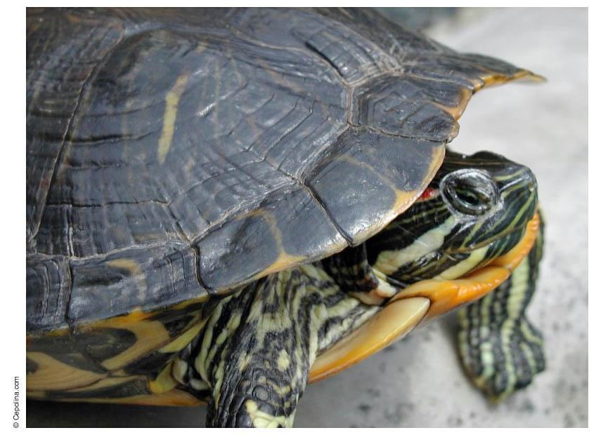 schildpad Foto schildpad