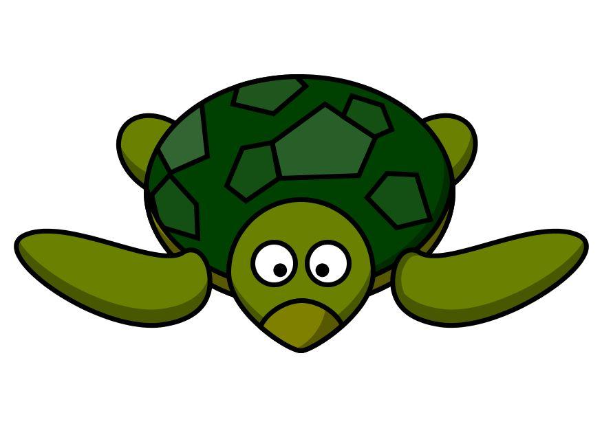 z1-schildpad Afbeelding z1-schildpad