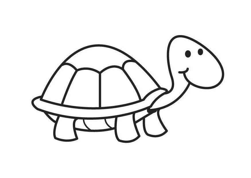 schildpad Kleurplaat schildpad