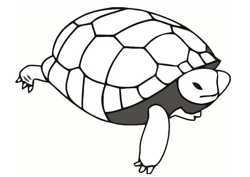 schildpad Kleurplaat schildpad
