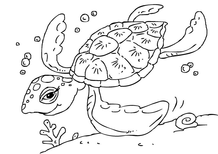 schildpad Kleurplaat schildpad