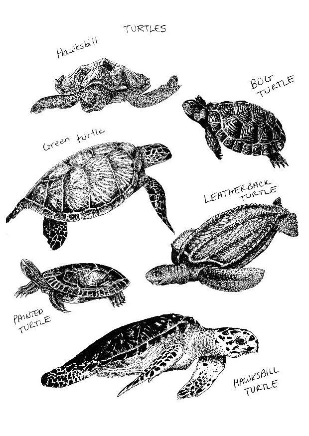 schildpadden Kleurplaat schildpadden