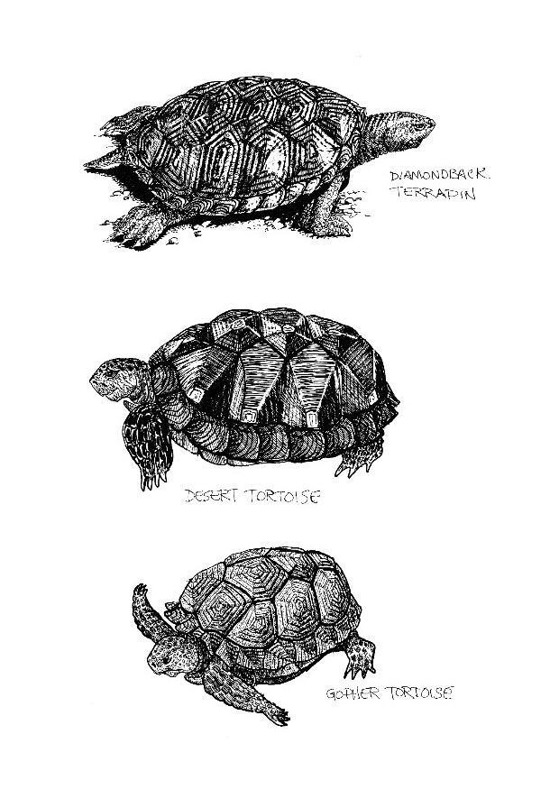 schildpadden Kleurplaat schildpadden