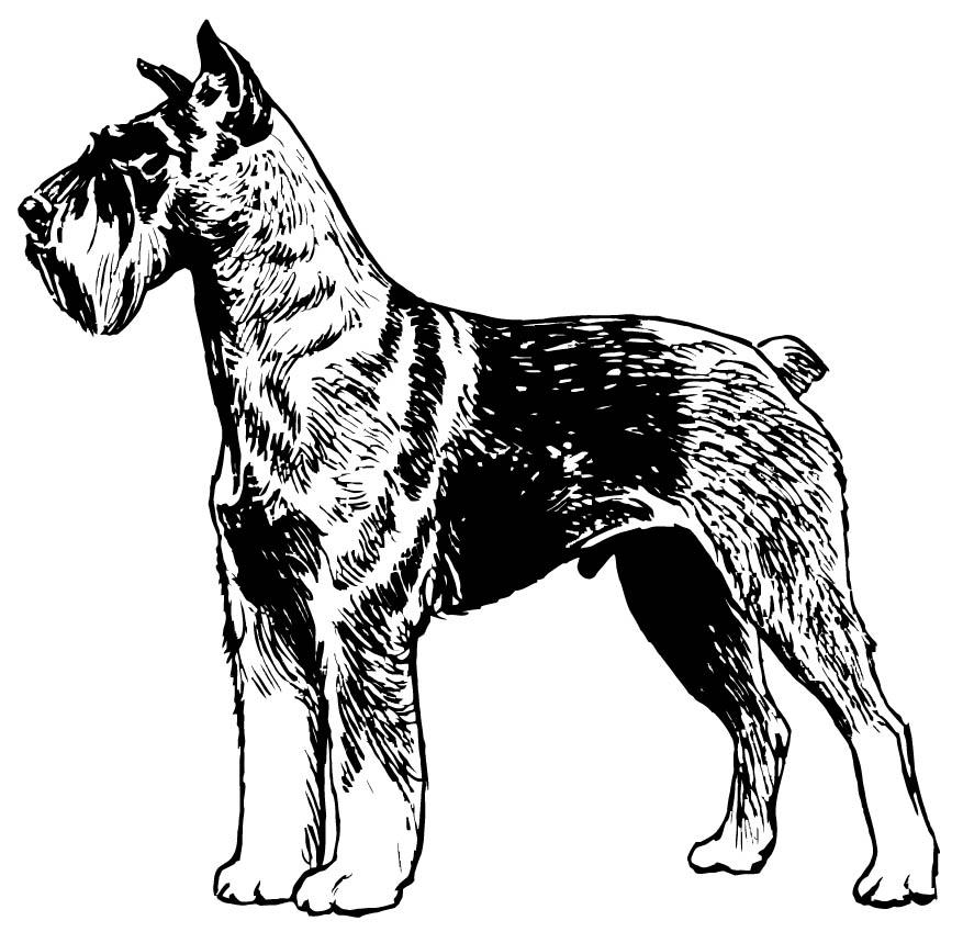 schnauzer Kleurplaat schnauzer