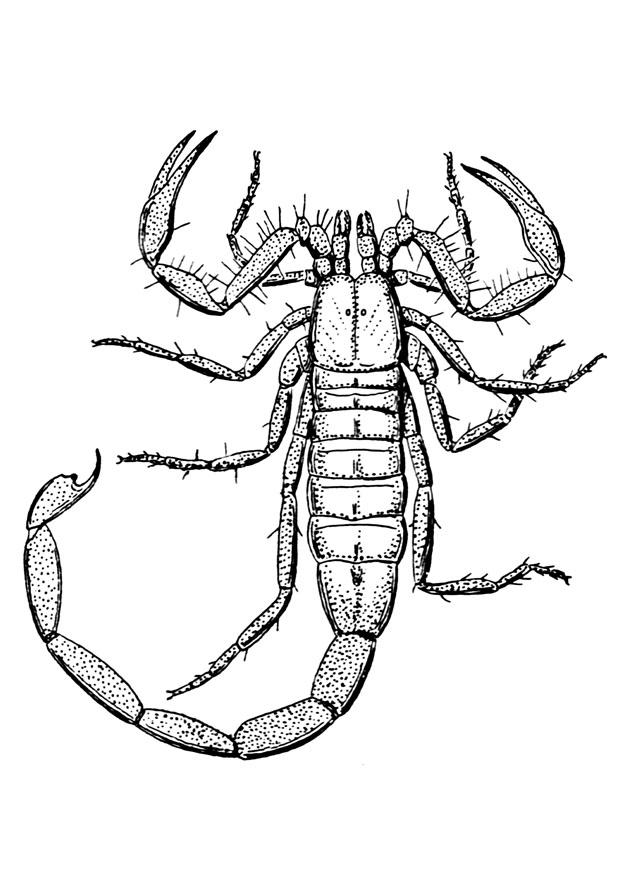 schorpioen Kleurplaat schorpioen