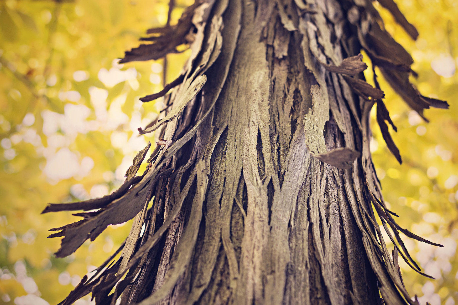 schors van boom Foto schors van boom