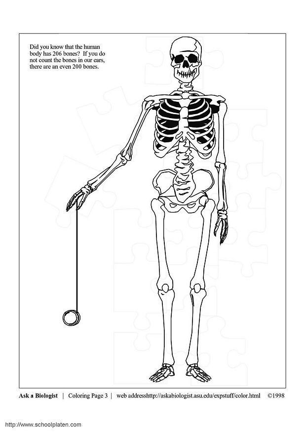 skelet Kleurplaat skelet