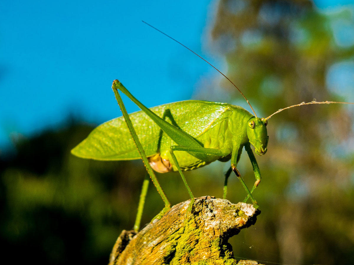 sprinkhaan Foto sprinkhaan